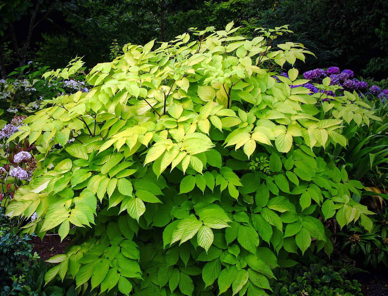 Arali cordata2.jpg